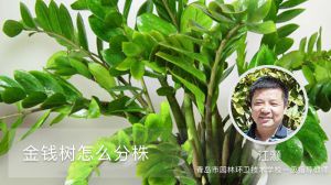 金钱树怎么分株