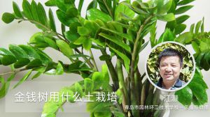 金钱树有毒吗