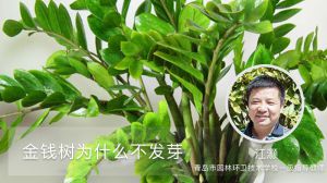 金钱树为什么不发芽