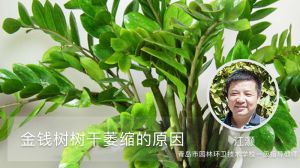 金钱树树干萎缩的原因