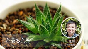 芦荟怎么养