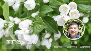 茉莉怎么浇水