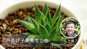 芦荟叶子发黄怎么办