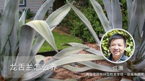 龙舌兰怎么养