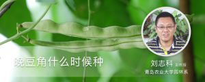 晚豆角什么时候种