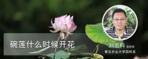 碗莲什么时候开花