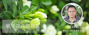栀子花几月开花