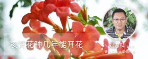 凌霄花种几年能开花