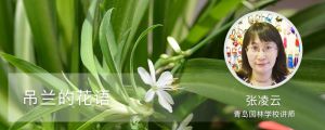 吊兰的花语
