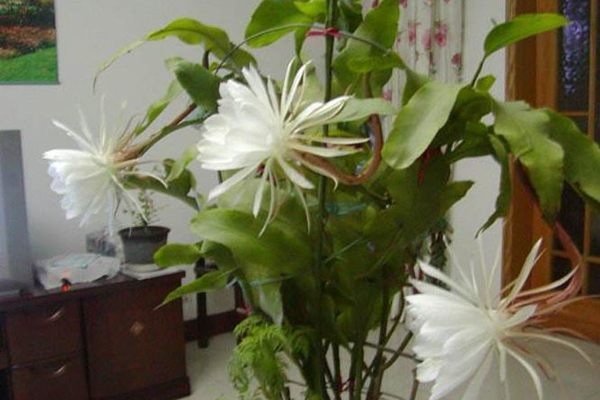 家门口的这种“花”,开花只开3个小时,很多人只听过没见过 家门口的这种“花”,开花只开3个小时,很多人只听过没见过