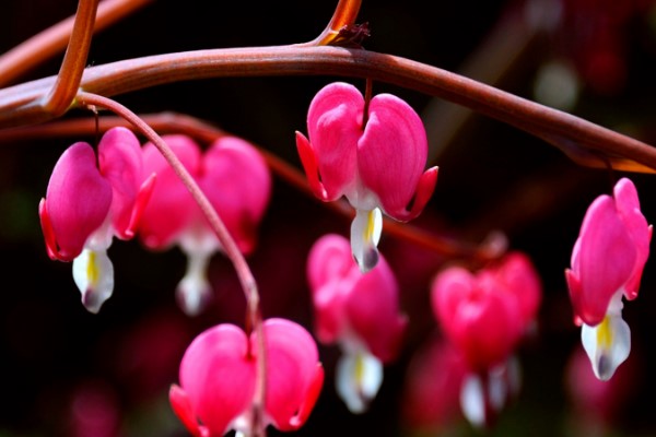 秋冬季节马上来,家里养几盆“冻不死”花卉,再冷也能赏花! 秋冬季节马上来,家里养几盆“冻不死”花卉,再冷也能赏花!