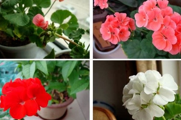 这5种“叶插”植株,趁现在掰下片放土里,嫩芽呼呼冒不停! 这5种“叶插”植株,趁现在掰下片放土里,嫩芽呼呼冒不停!