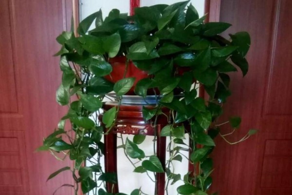 爱吃醋的5种花,兑水喷一喷,叶子变得绿油亮! 爱吃醋的5种花,兑水喷一喷,叶子变得绿油亮!
