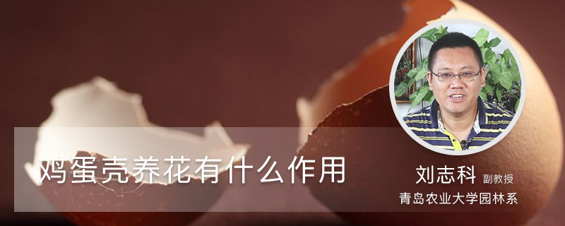 鸡蛋壳养花有什么作用 鸡蛋壳养花有什么作用