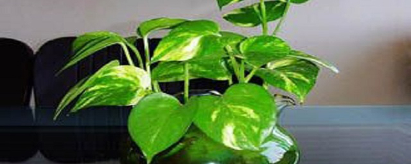 哪些花适合新手养 哪些花适合新手养