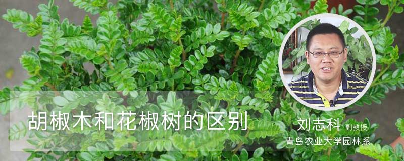 胡椒木和花椒树的区别 胡椒木和花椒树的区别