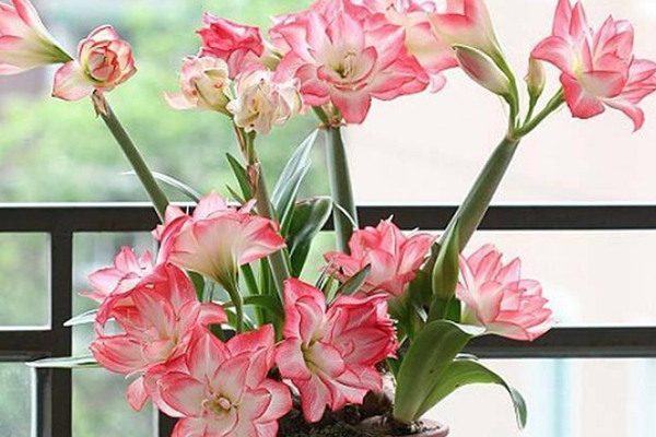 这种“花”,比绿萝好养,花比牡丹还好看,秋天最适合 这种“花”,比绿萝好养,花比牡丹还好看,秋天最适合