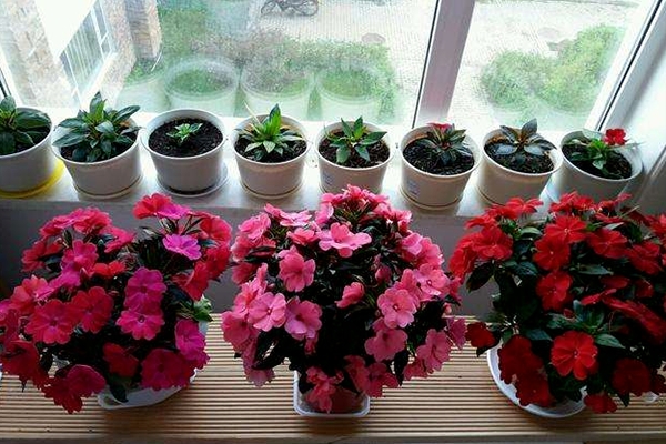 秋冬季节“养花”,用冷水还是温水,可要搞明白了,不然白忙活! 秋冬季节“养花”,用冷水还是温水,可要搞明白了,不然白忙活!