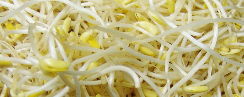 黄豆芽怎么发 黄豆芽怎么发