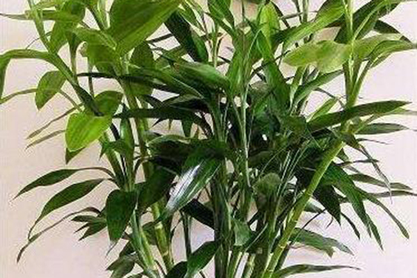 盘点一下适合客厅养的花,有钱人都养这“3种”,你养的啥? 盘点一下适合客厅养的花,有钱人都养这“3种”,你养的啥?