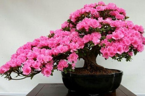 这“3种”花,适合养在家,花能开满枝,一活就是好几十年! 这“3种”花,适合养在家,花能开满枝,一活就是好几十年!