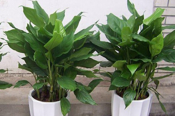 让花长得壮的3种“重口味”肥料,洒1勺,植物叶子肥大绿油油! 让花长得壮的3种“重口味”肥料,洒1勺,植物叶子肥大绿油油!