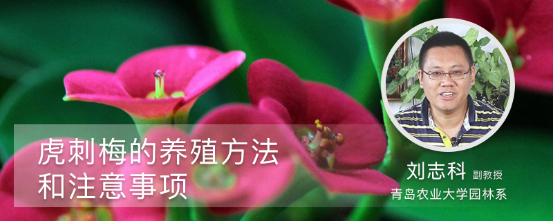 虎刺梅的养殖方法和注意事项 虎刺梅的养殖方法和注意事项