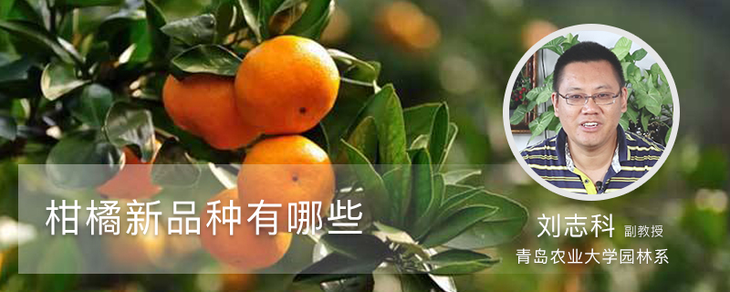 柑橘新品种有哪些 柑橘新品种有哪些