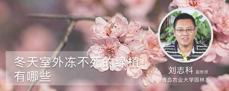 冬天室外冻不死的绿植有哪些 冬天室外冻不死的绿植有哪些
