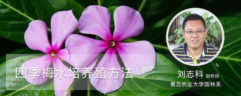 四季梅水培养殖方法 四季梅水培养殖方法