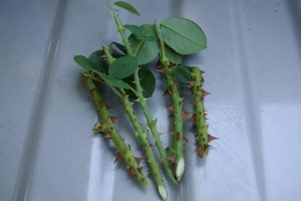 1勺白糖兑水里,用来浇花,植物蹭蹭长不停! 1勺白糖兑水里,用来浇花,植物蹭蹭长不停!