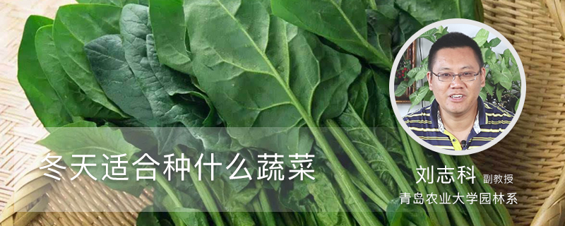 冬天适合种什么蔬菜 冬天适合种什么蔬菜