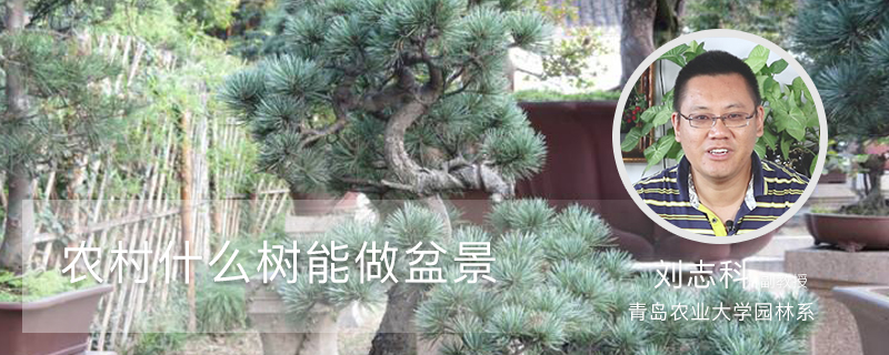 农村什么树能做盆景 农村什么树能做盆景