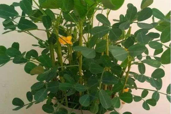 1把花生随手扔水里,7天发芽,1月长成小盆栽,摆在哪里都好看! 1把花生随手扔水里,7天发芽,1月长成小盆栽,摆在哪里都好看!