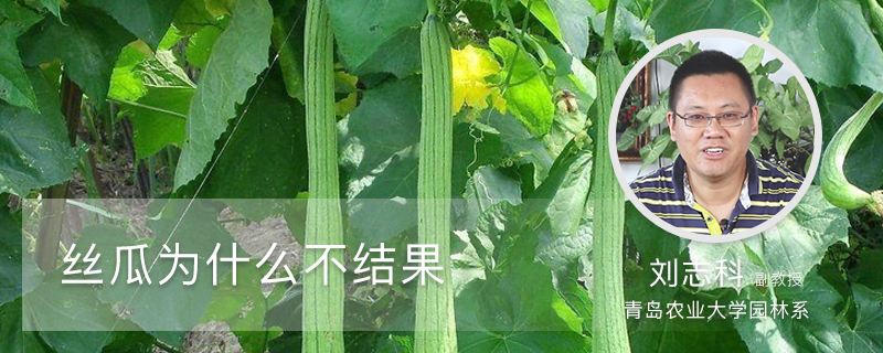 丝瓜为什么不结果 丝瓜为什么不结果