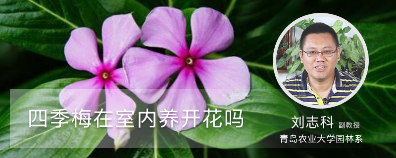 四季梅在室内养开花吗 四季梅在室内养开花吗