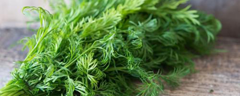 茴香的病虫害防治 茴香的病虫害防治