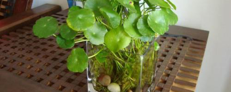 冬季水培植物怎么越冬 冬季水培植物怎么越冬