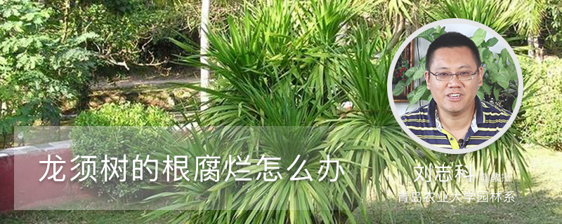 龙须树的根腐烂怎么办 龙须树的根腐烂怎么办