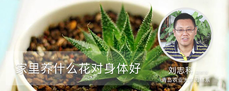 家里养什么花对身体好 家里养什么花对身体好