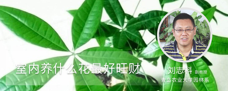 室内养什么花最好旺财 室内养什么花最好旺财