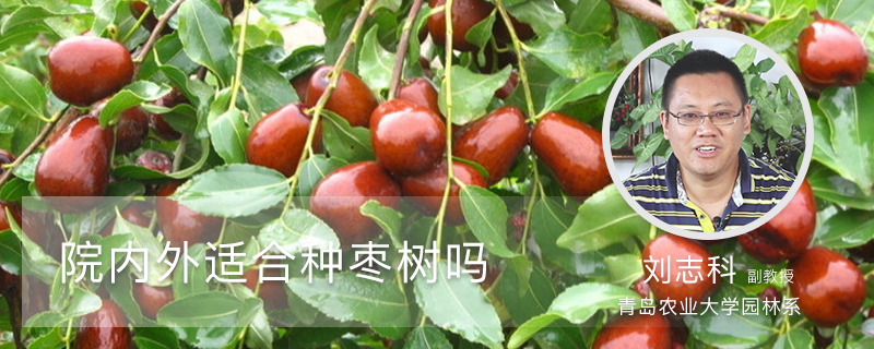 院内外适合种枣树吗 院内外适合种枣树吗