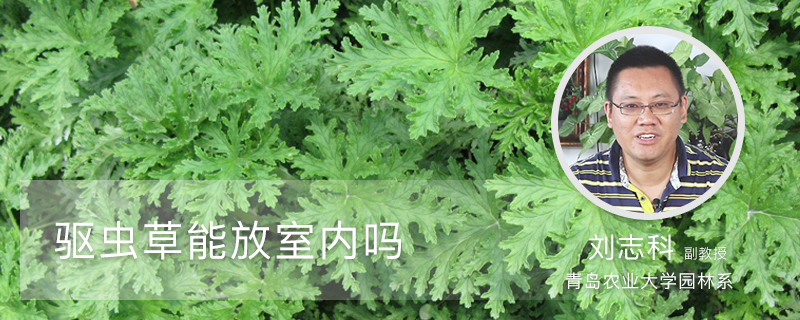 驱虫草能放室内吗 驱虫草能放室内吗