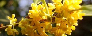 桂花的花语是什么