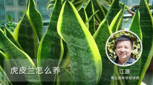 虎皮兰怎么养