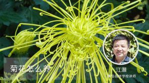 菊花怎么养