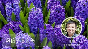 风信子怎么养