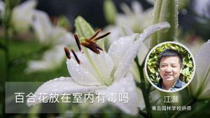 百合花放在室内有毒吗