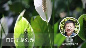 白鹤芋怎么养