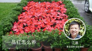 一品红怎么养